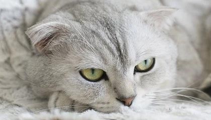 临沧最新公积金卡提取现金方法app方法分析(最方便真实的临沧公积金卡怎样从手机里取出来?方法)